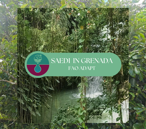 SAEDI Consulting Barbados Inc - SAEDI Consulting in Grenada: Scaling up Climate Resilient Food and Nutrition Security