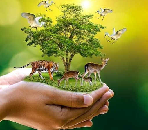 SAEDI Consulting Barbados Inc - SAEDI celebrates World Nature Conservation Day