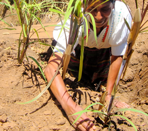 SAEDI Consulting Barbados Inc - New UN Report: 74 percent of Latin American and Caribbean countries are highly exposed to extreme weather events, affecting food security