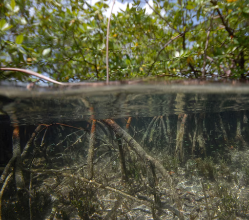 SAEDI Consulting Barbados Inc - Caribbean islands seek $200 million for regional biodiversity push by Simon Jessop | Reuters