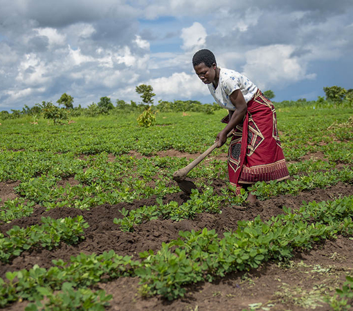 SAEDI Consulting Barbados Inc - Weather forecasts shift climate change impact for women farmers in Malawi