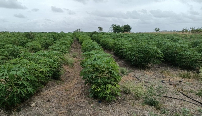 Barbados Accelerating Transition to Resilient Agrifood Systems (BATRAS) - 1