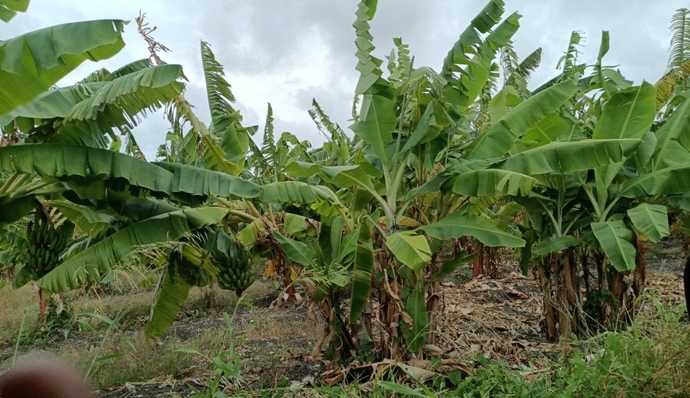 Caribbean Small Island Developing States (SIDS) Multi-Country Soil Management Initiative for Integrated Landscape Restoration and Climate-Resilient Food Systems – CSIDS SOILCARE Phase II - 1