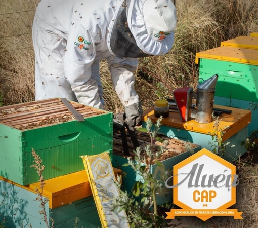 SAEDI Consulting Barbados Inc - Online & In-Person Apiculture and Beekeeping Training