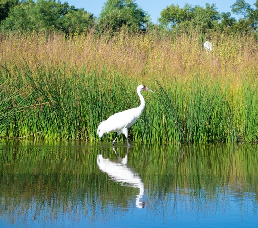 SAEDI Consulting Barbados Inc - France Commits €3 Million Euros To OECS Mangrove Restoration on World Wetlands Day