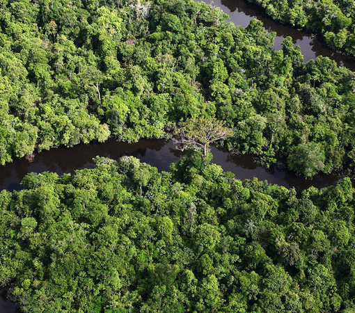 SAEDI Consulting Barbados Inc - Indigenous Groups Are Key to Reversing Amazon Destruction